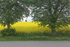 received_262983016091188