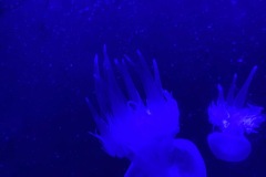 IMG_2006