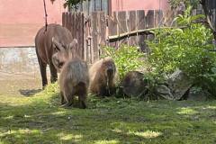 received_680414753849338